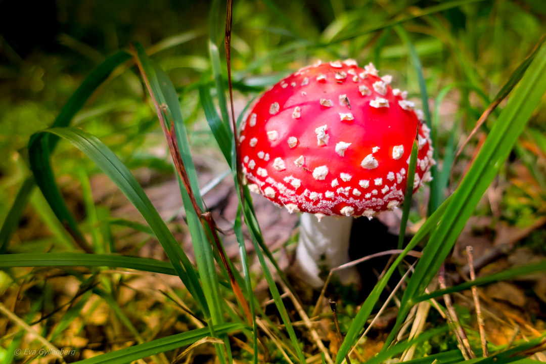 Tyresta nationalpark - flygsvamp