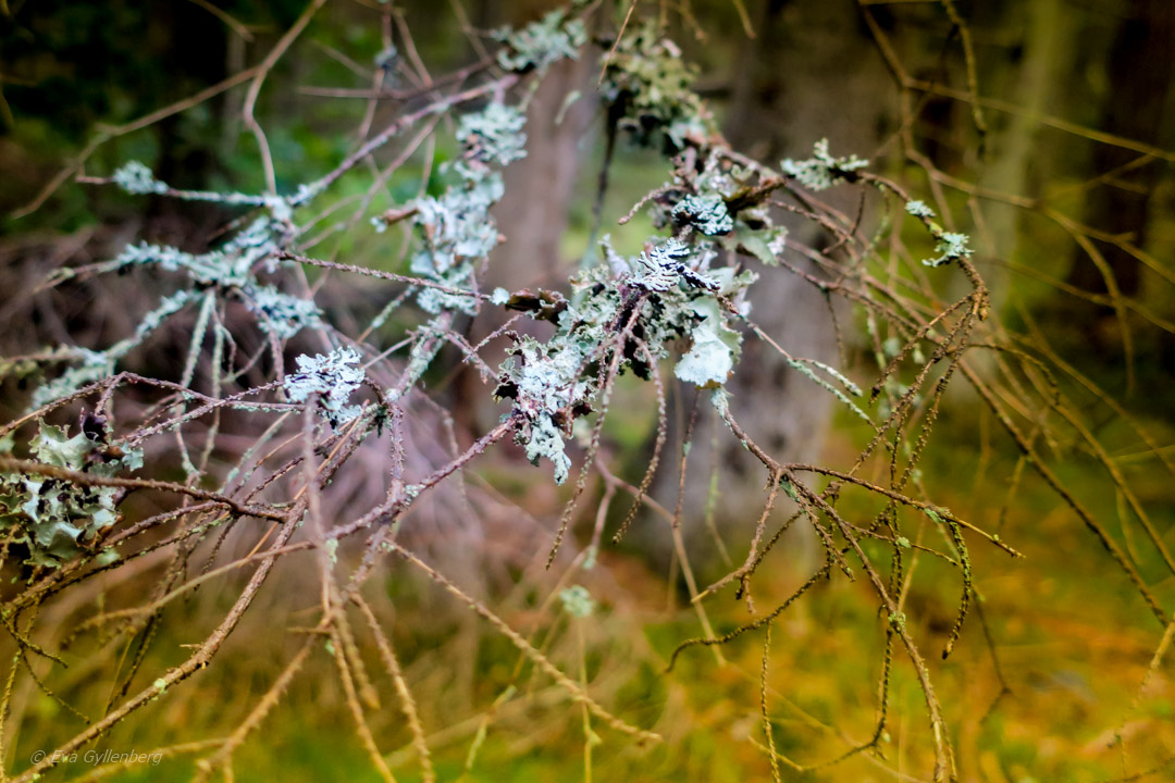 Tyresta nationalpark