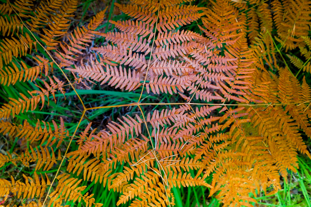 Tyresta nationalpark