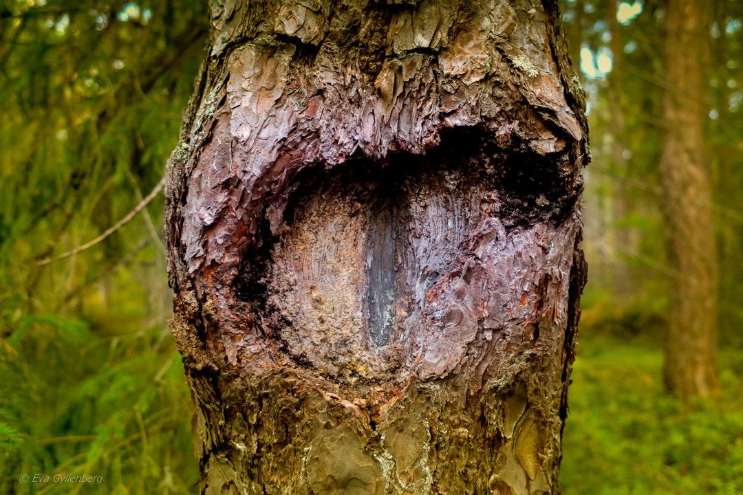 Tyresta nationalpark
