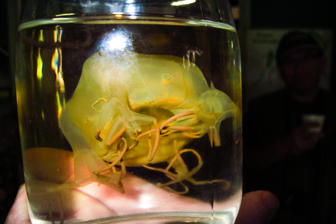 Box Jellyfish