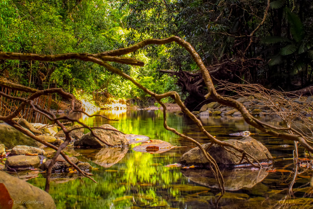 Daintree-Queensland-Australien