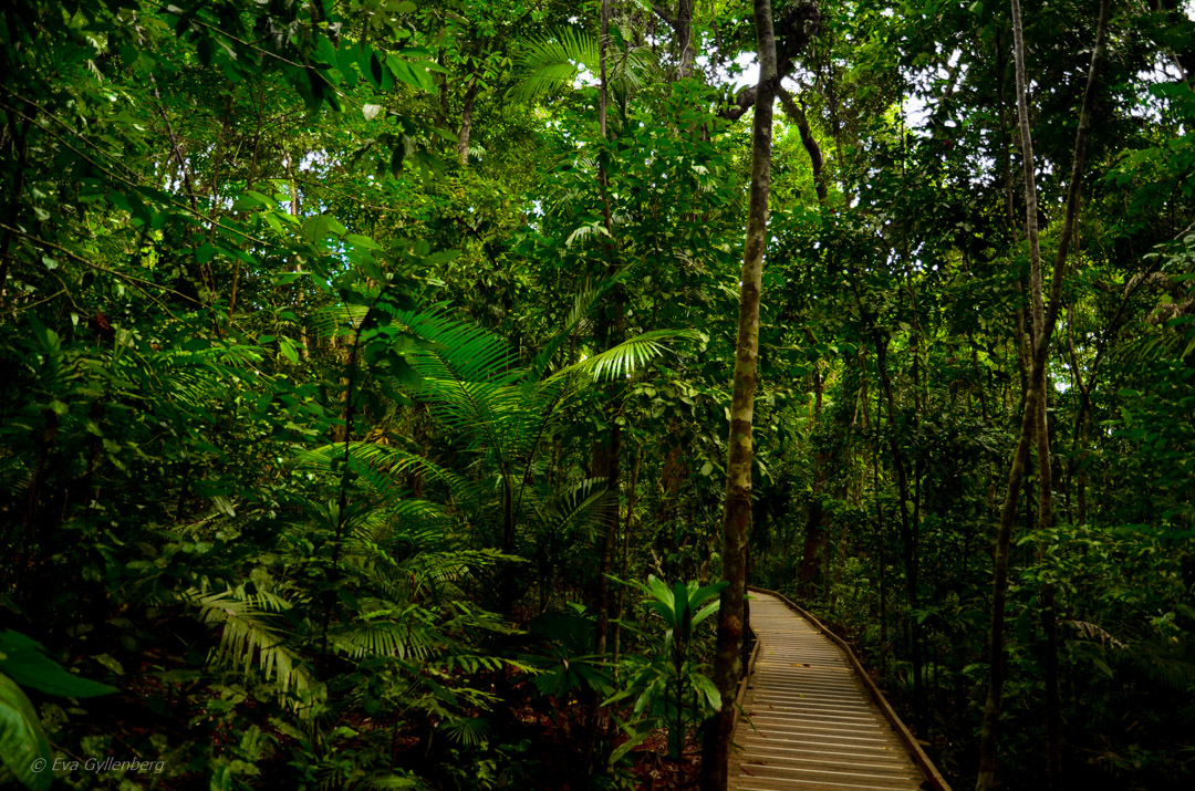 Boardwalk - Daintree-Queensland-Australien