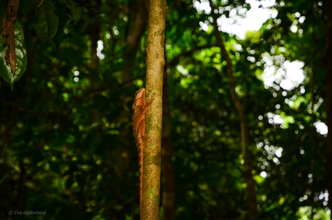 Boyd's forest dragon - Daintree-Queensland-Australien