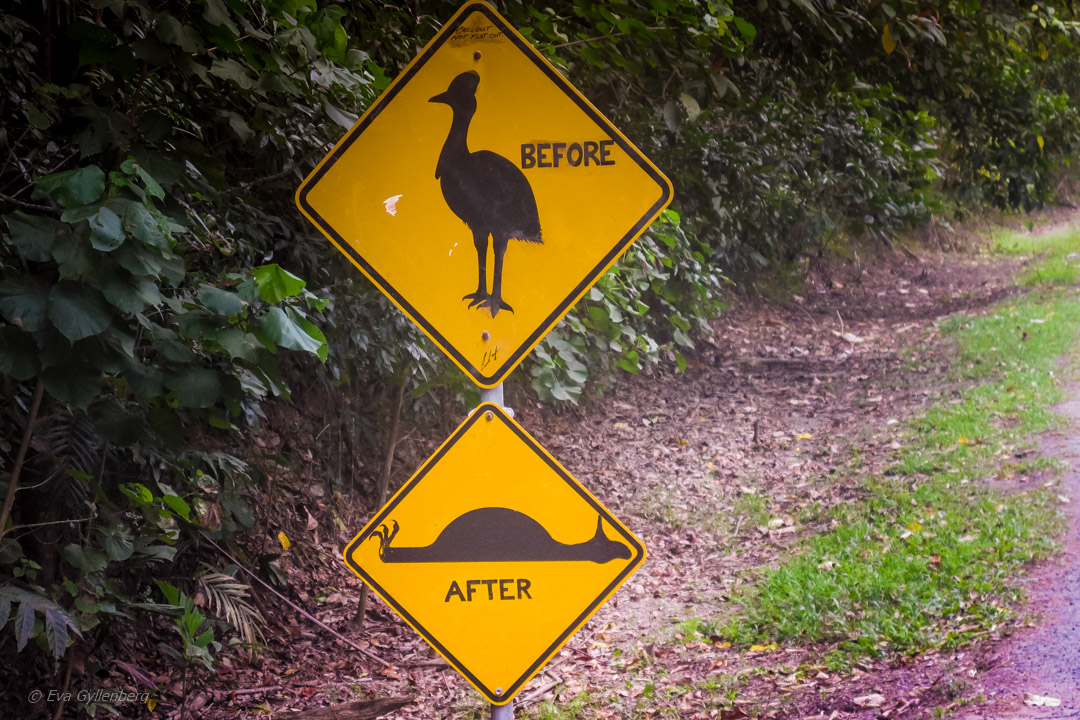 Daintree-Queensland-Australien