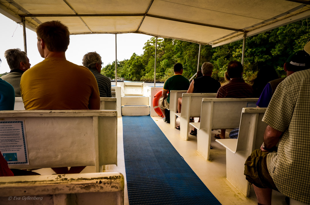 Daintree-Queensland-Australien 