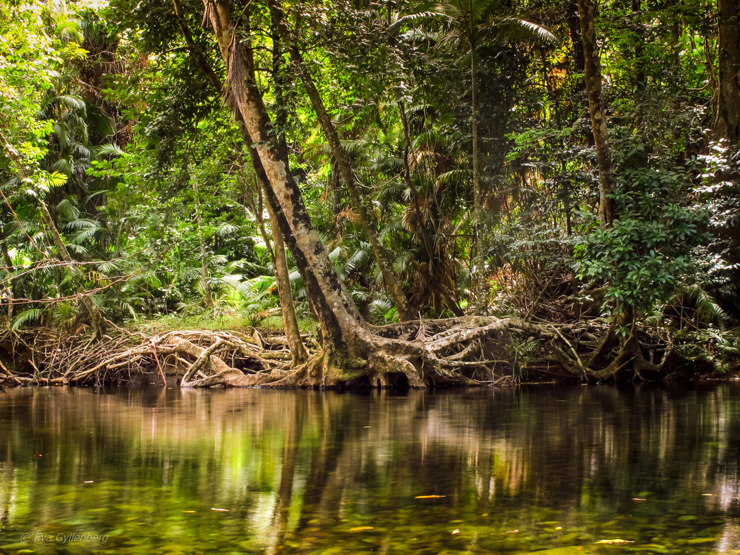 Daintree - Queensland - Australien 