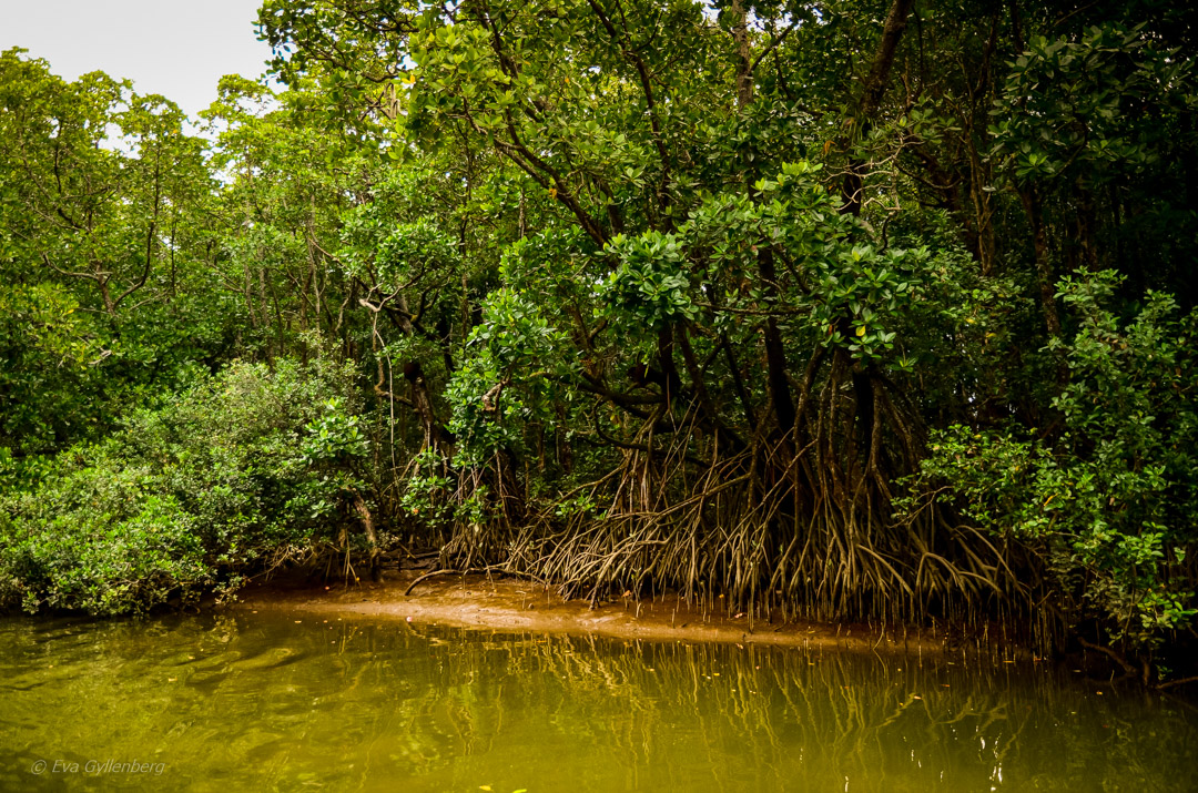 Daintree-Queensland-Australien