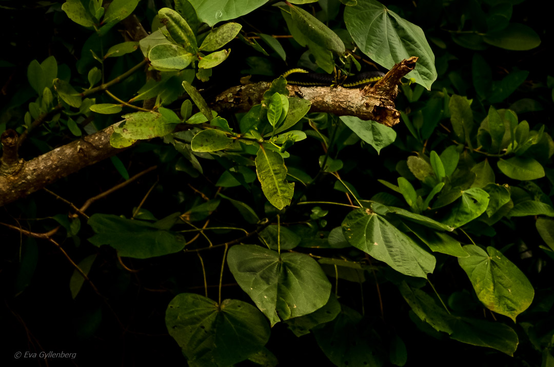 Orm-Daintree-Queensland