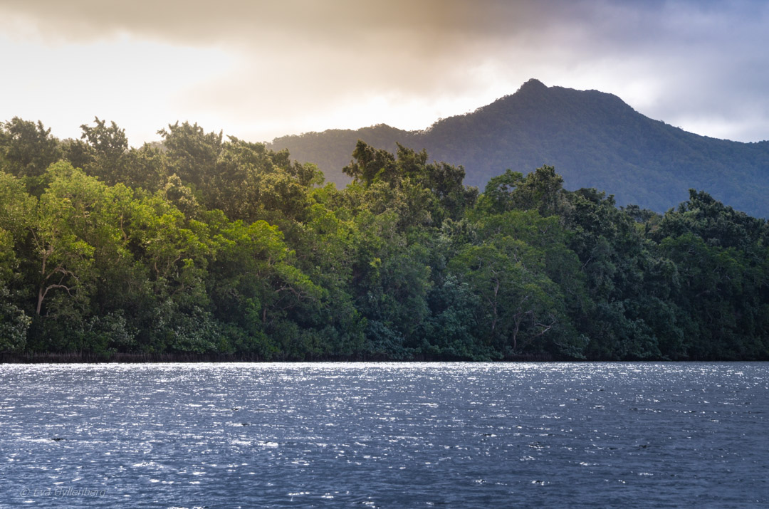 Daintree river - Queensland - Australien