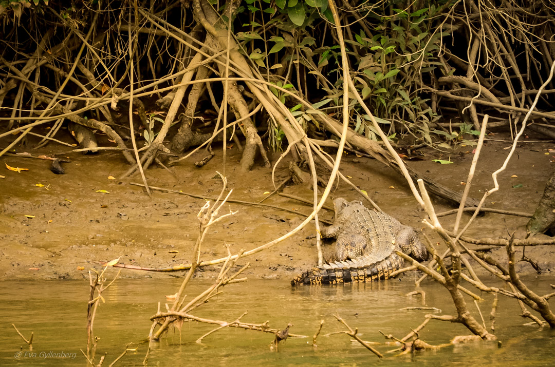 Krokodil-Daintree-Queensland-Australien