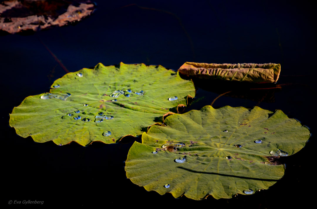 Mareeba Wetlands - Australia