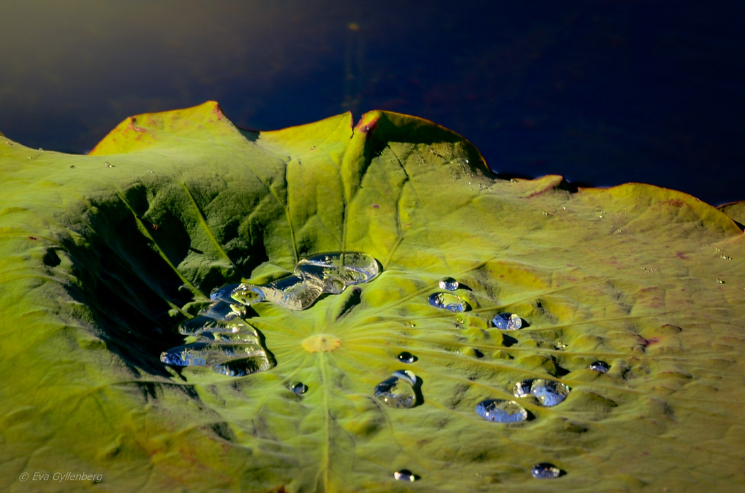 Mareeba Wetlands - Australia
