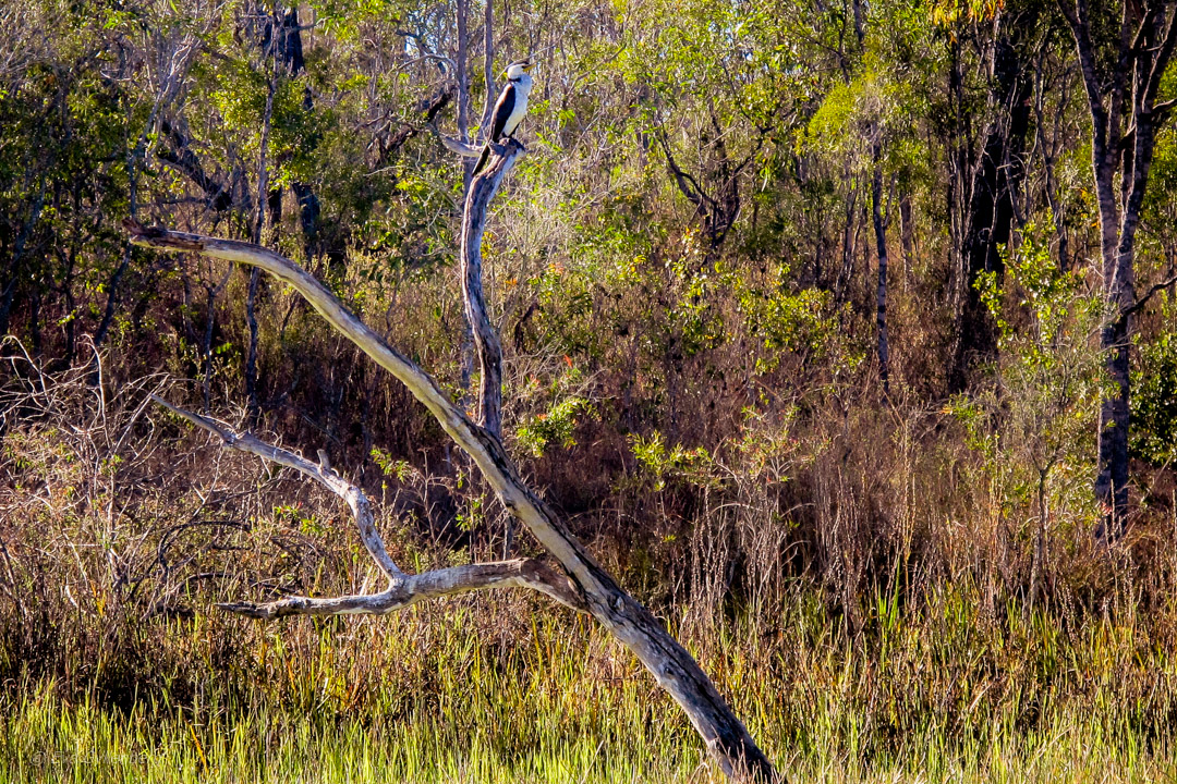 Mareeba Wetlands - Australia