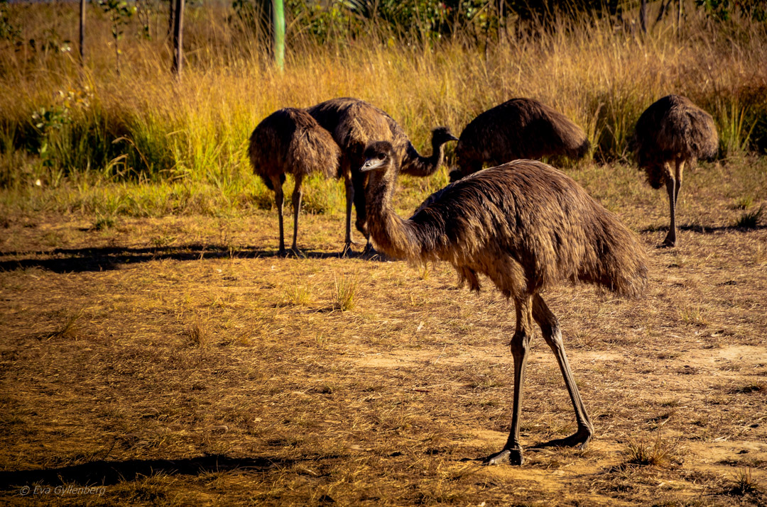 Mareeba Wetlands - Australia