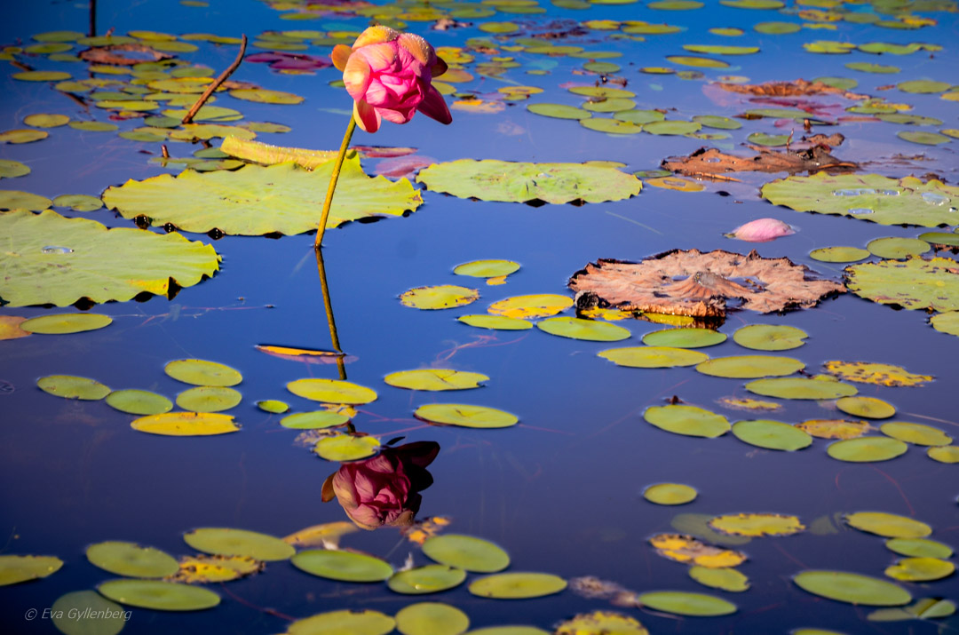 Mareeba Wetlands - Australia