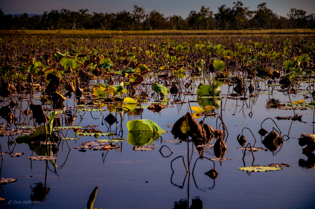 Mareeba Wetlands - Australia