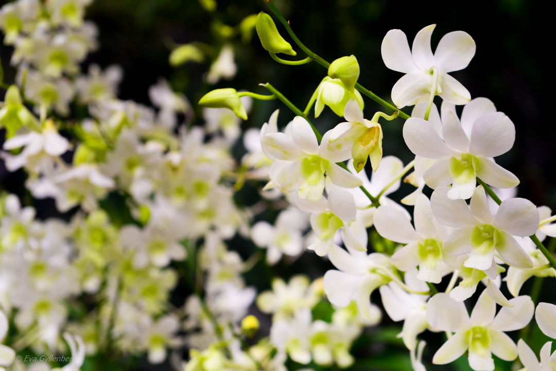 Singapore Botanic Garden