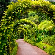 Singapore Botanic Garden