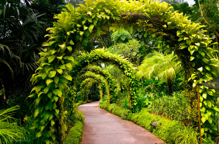 Singapore Botanic Garden