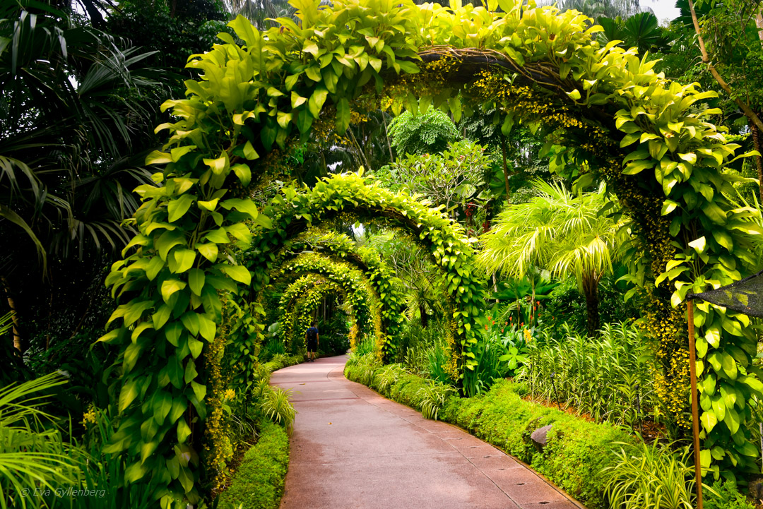 Singapore Botanic Garden