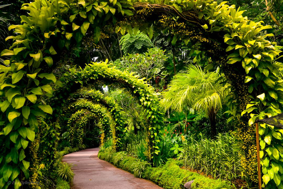 Singapore Botanic Garden