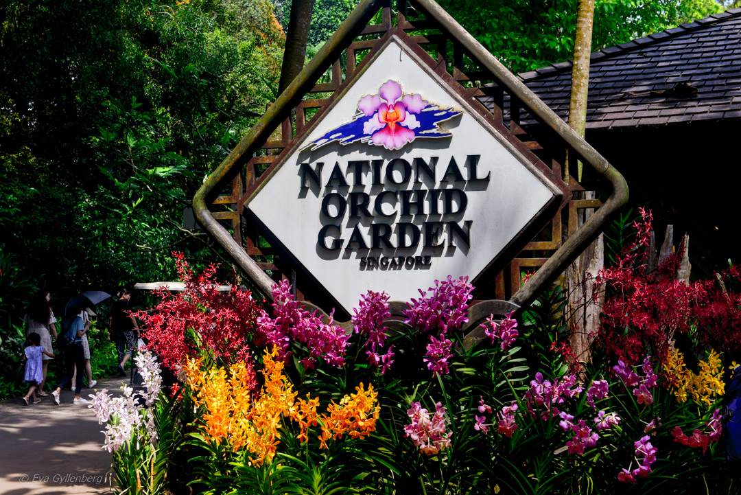 Singapore Botanic Garden