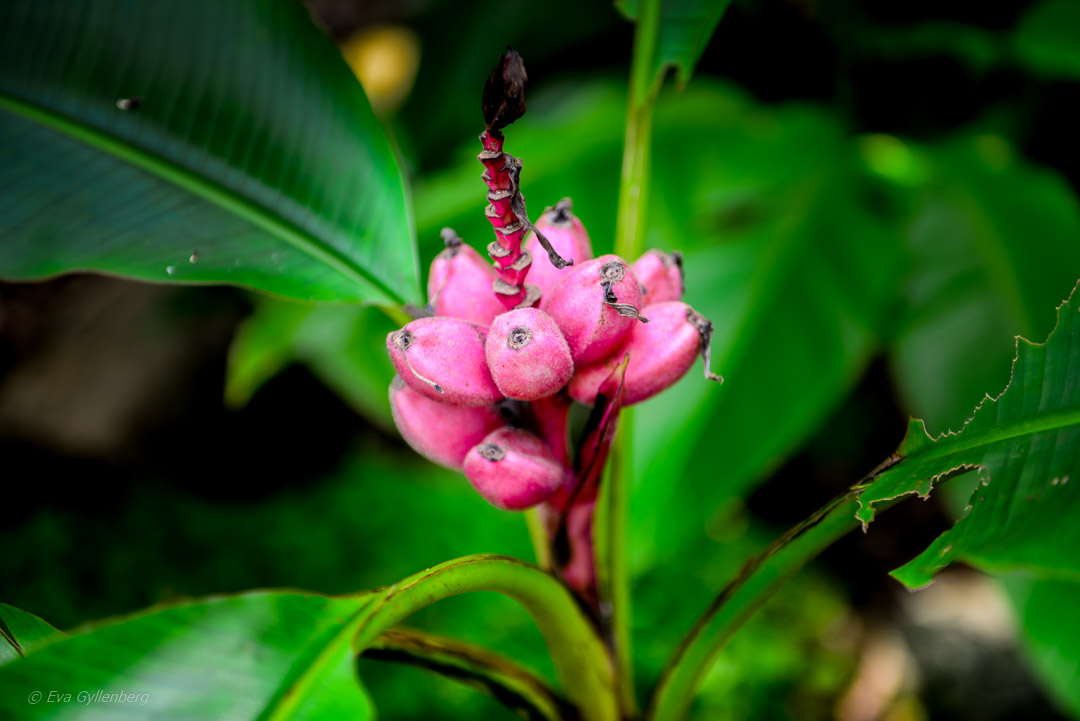 Singapore Botanic Garden