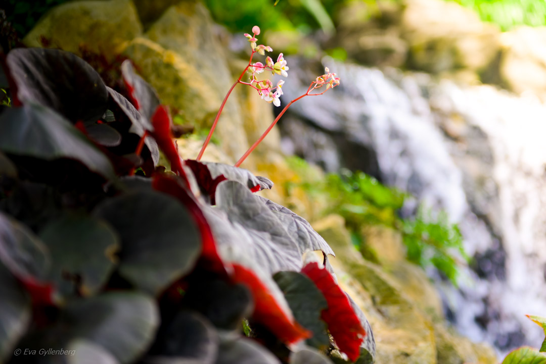 Singapore Botanic Garden