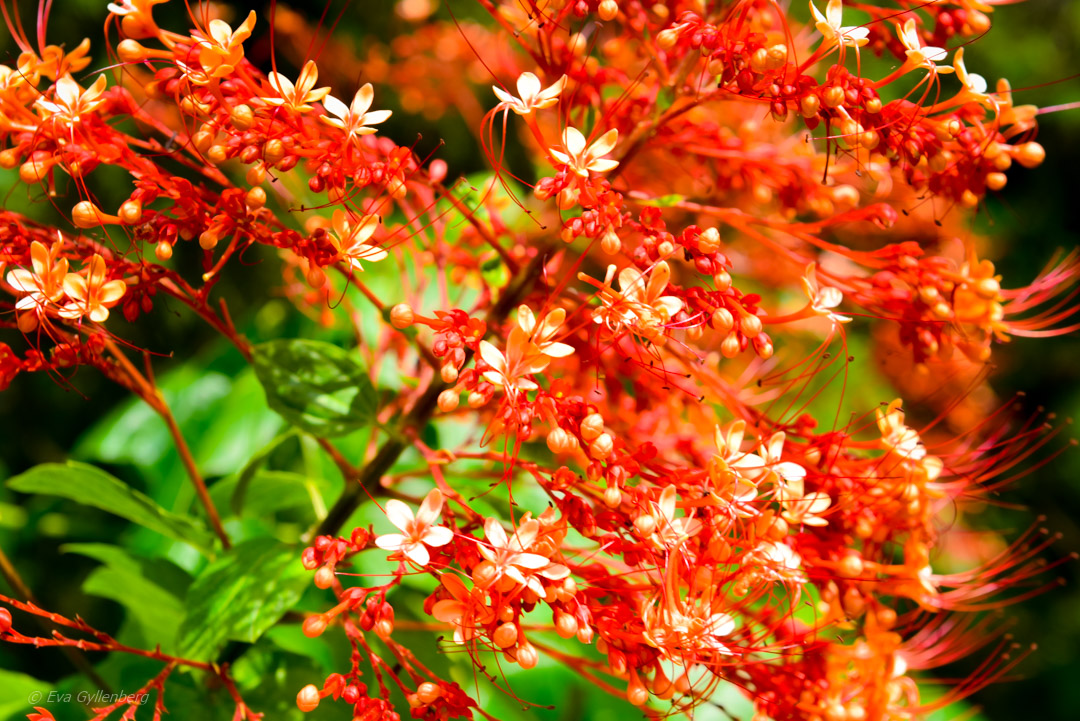 Singapore Botanic Garden