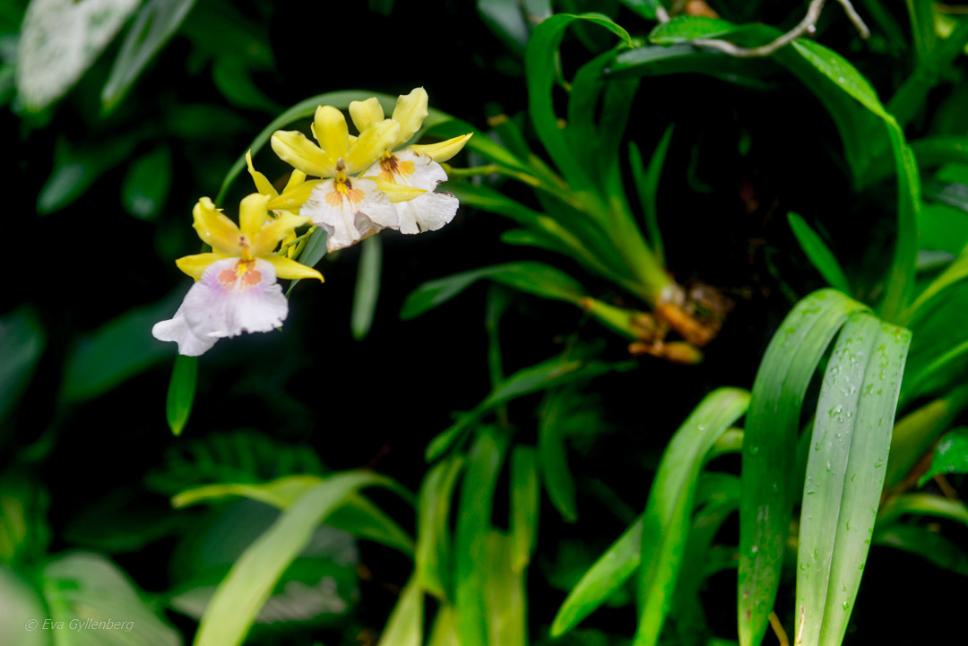 Singapore Botanic Garden