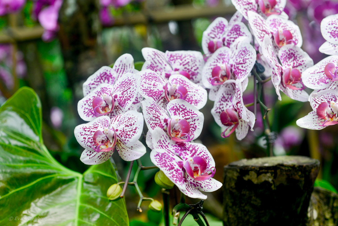 Singapore Botanic Garden