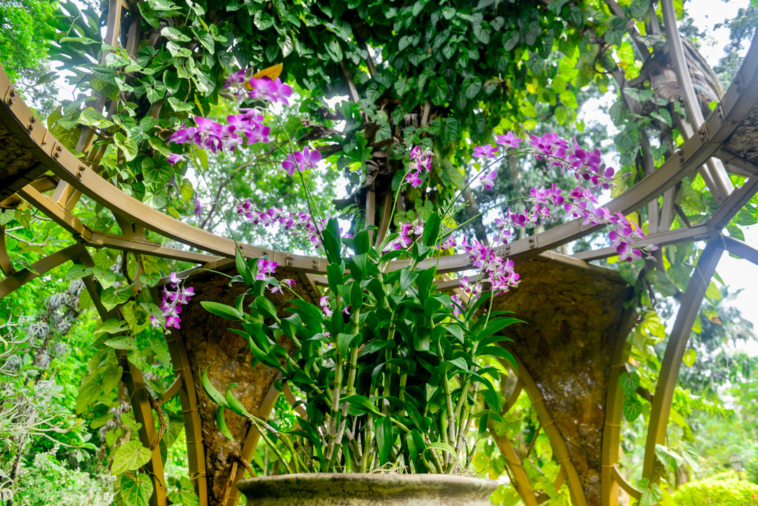 Singapore Botanic Garden