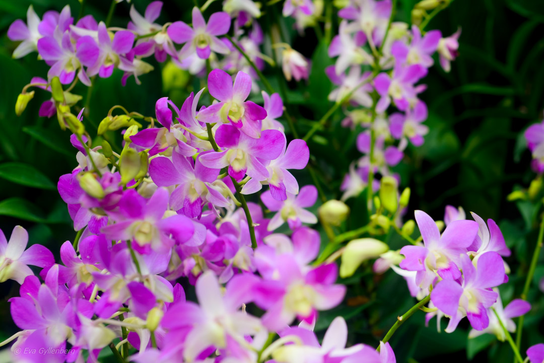 Singapore Botanic Garden