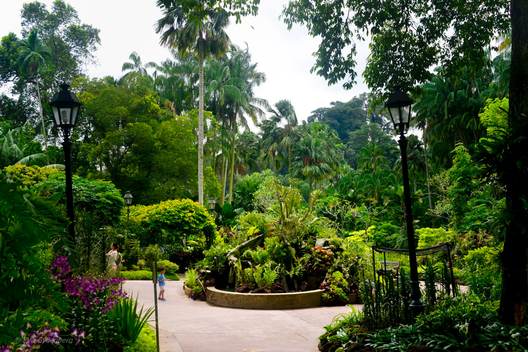 Singapore Botanic Garden