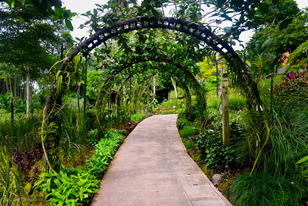Singapore Botanic Garden