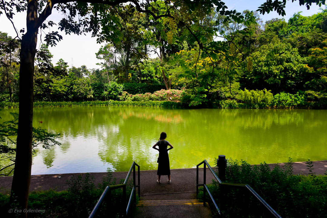 Singapore Botanic Gardens