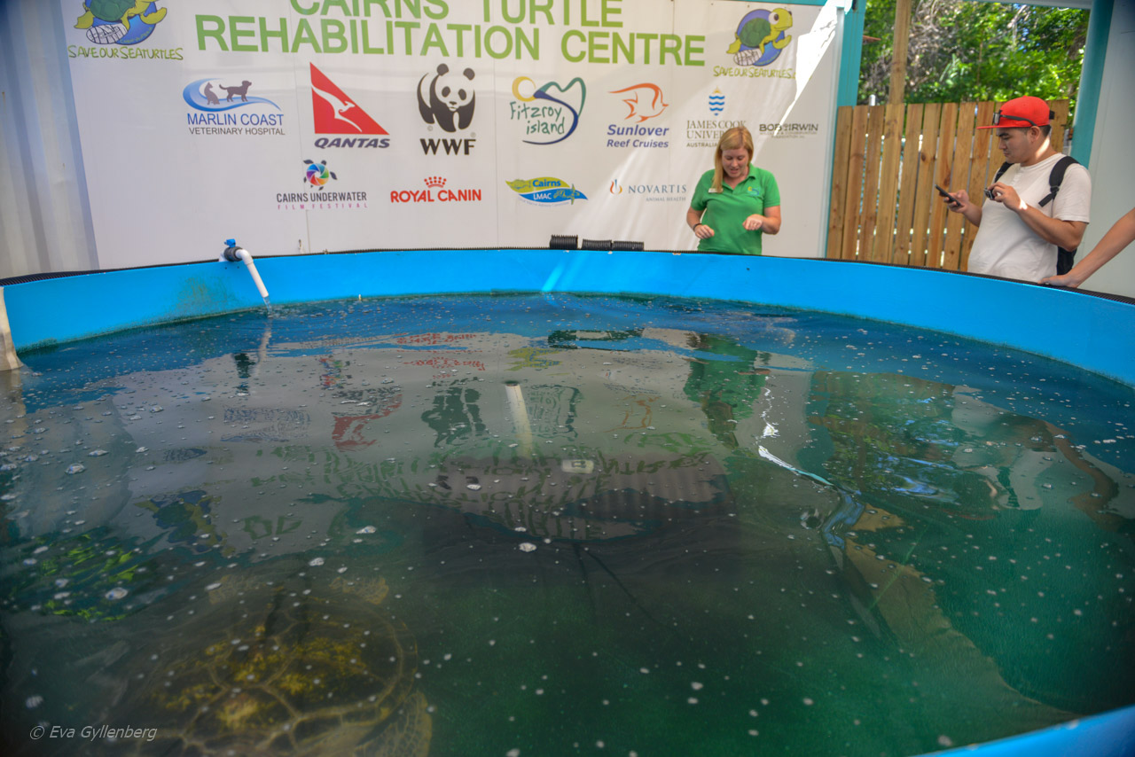  Cairns Turtle Rehabilitation Centre 