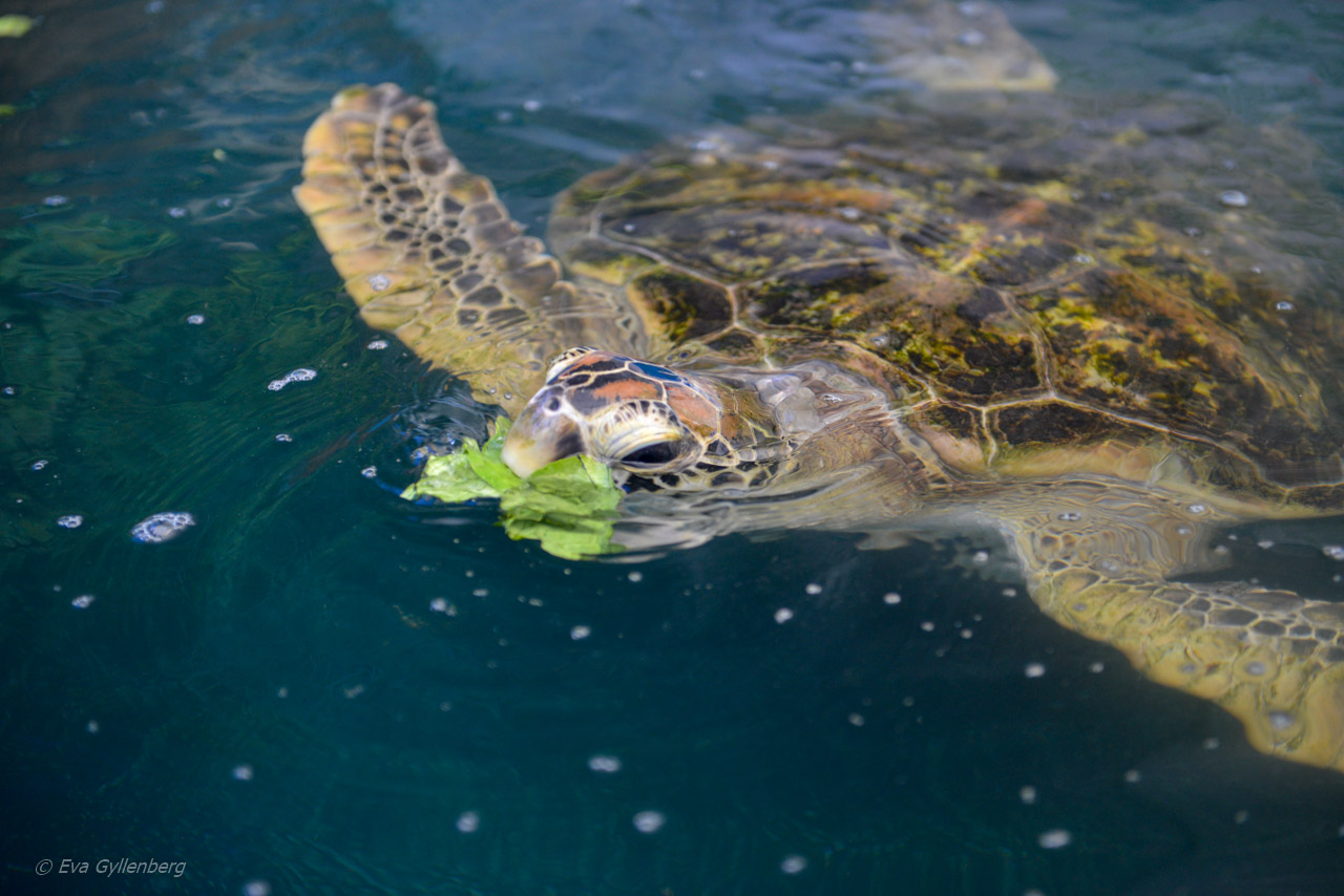  Cairns Turtle Rehabilitation Centre 