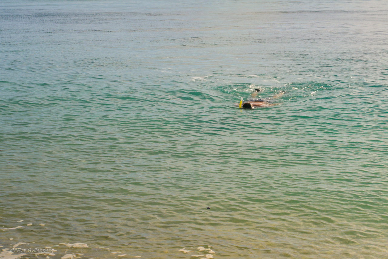 Fitzroy Island snorkling