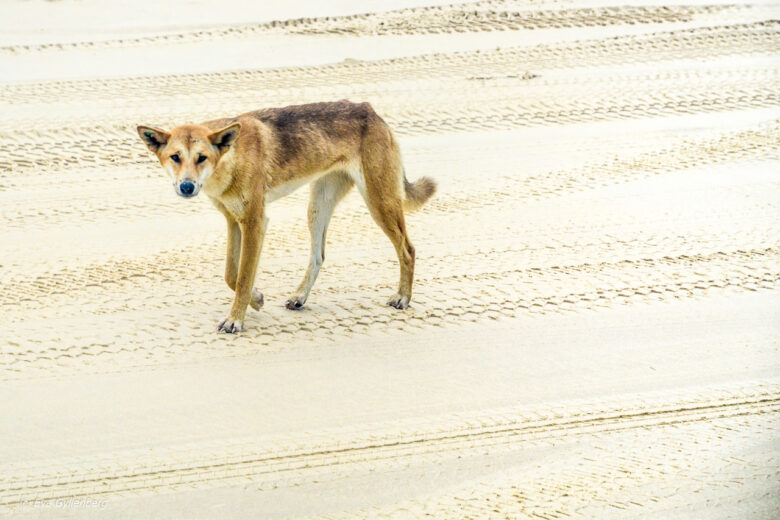 Fraser Island - Australia - Dingo