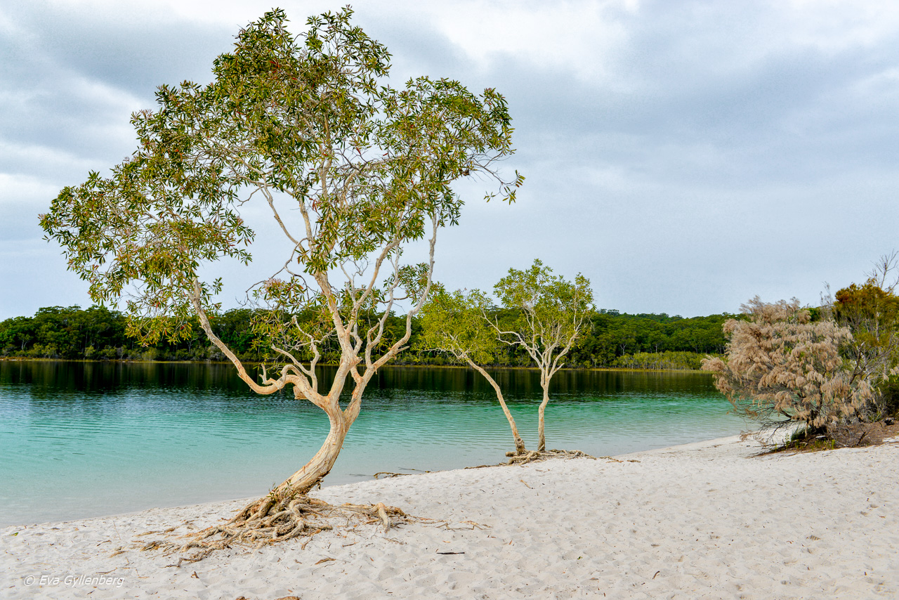 Fraser Island - Australia