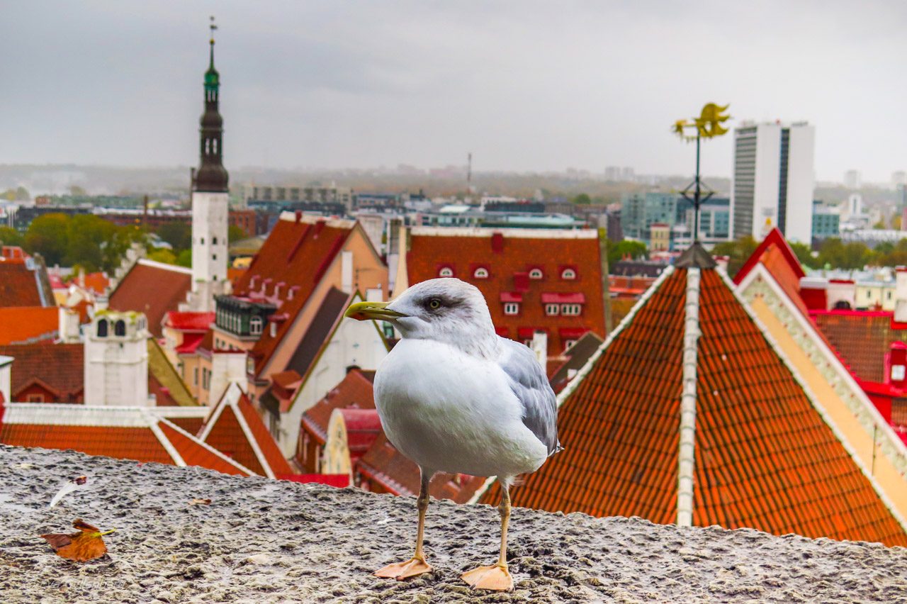 Steven the seagull - Tallinn - Estland - En av alla knasiga sevärdheter i Tallinn