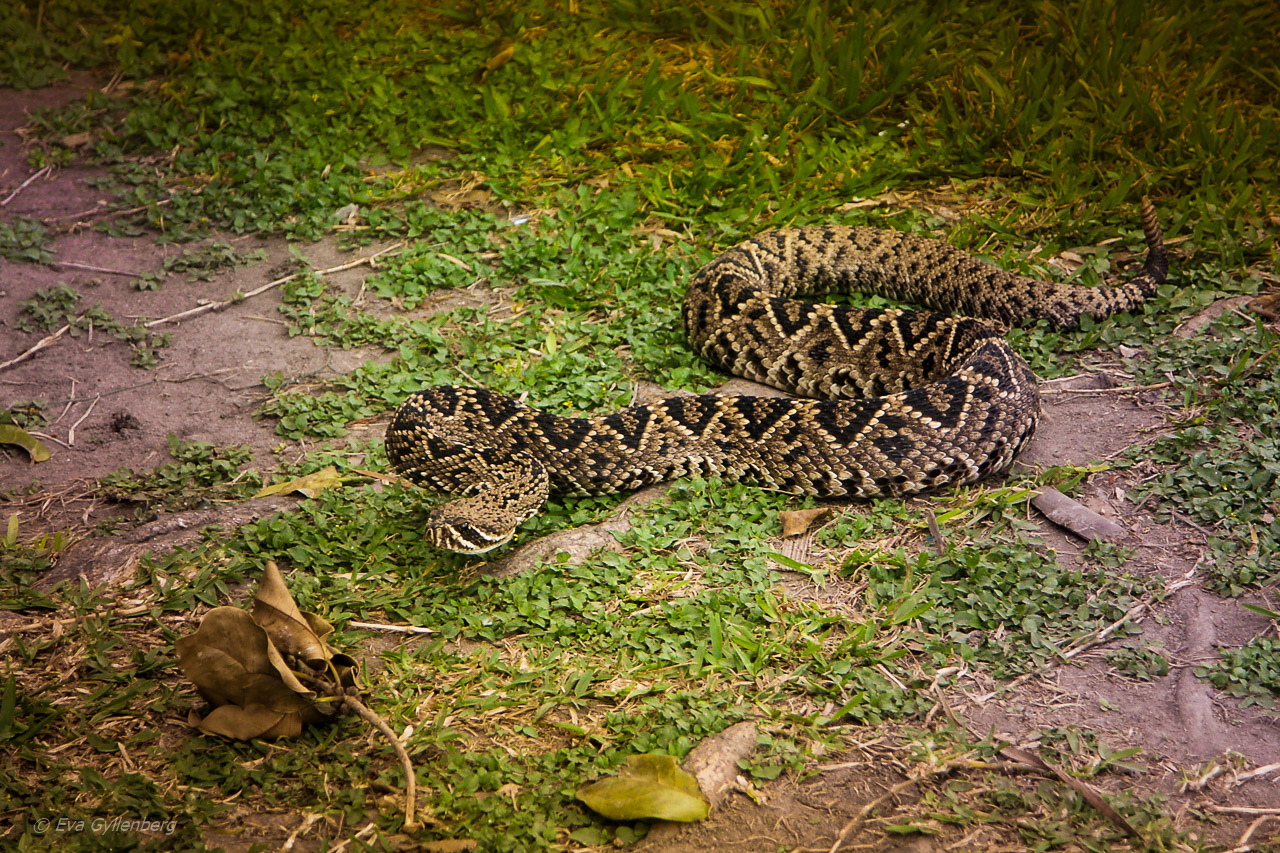 Skallerorm i Everglades