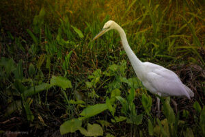 Everglades bird
