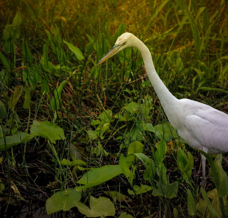 Everglades fågel