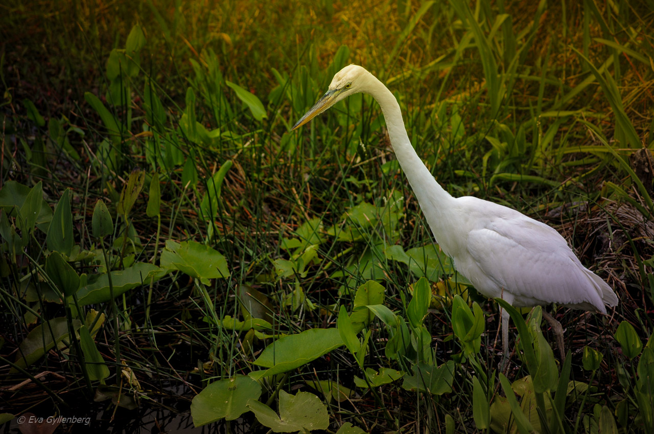 Everglades fågel