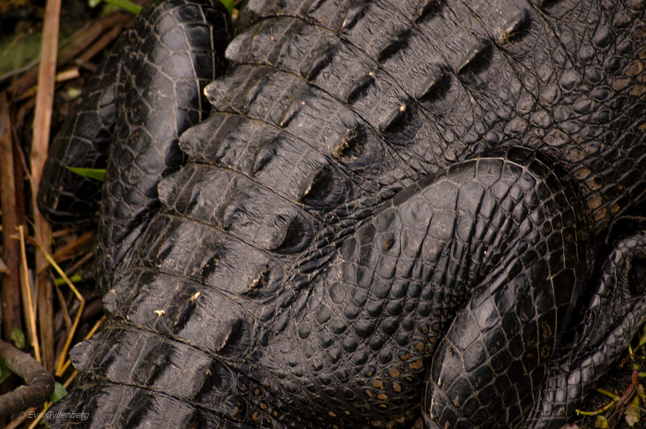 Everglades alligator