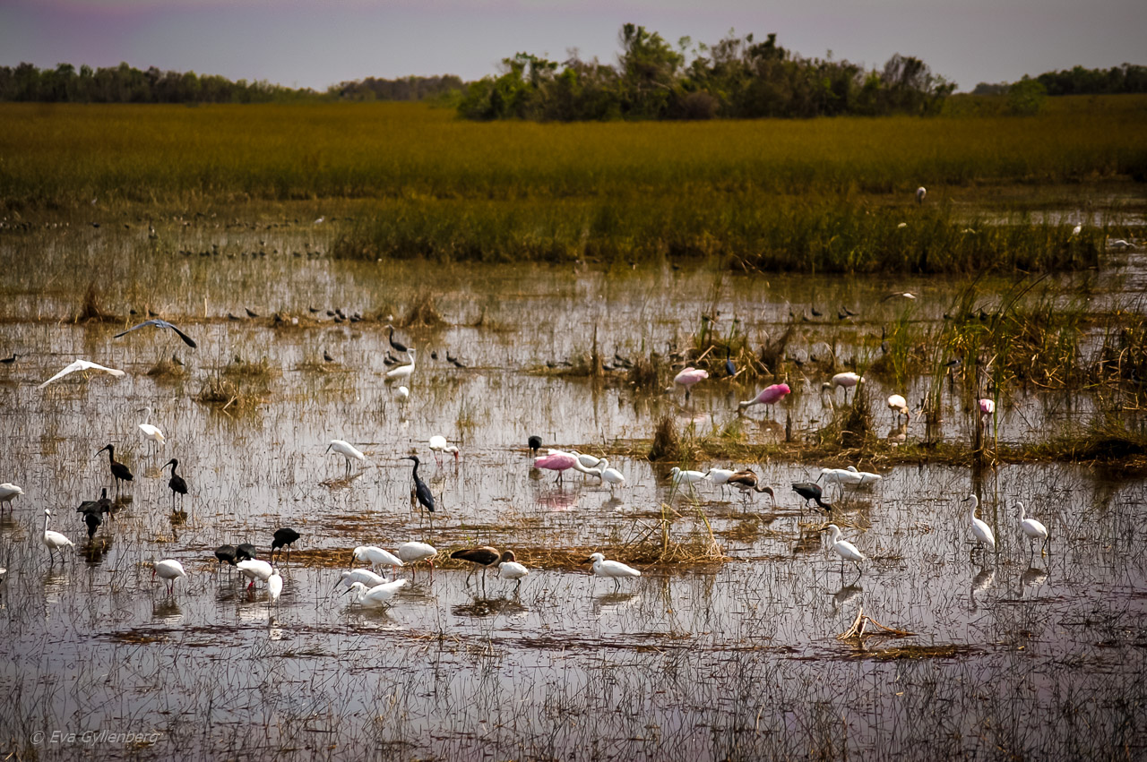 Everglades fåglar