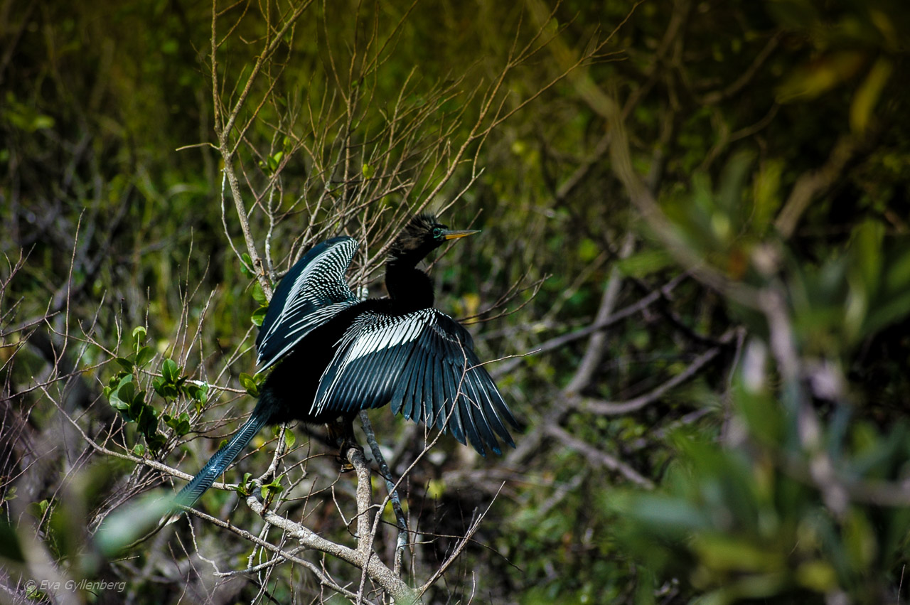 Everglades